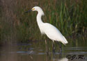 Egretta thula